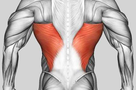 Exercise Category Muscles